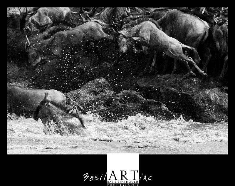Leaping wildebeest crossing the Mara River